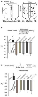 Appetitive Olfactory Learning and Long-Term Associative Memory in Caenorhabditis elegans